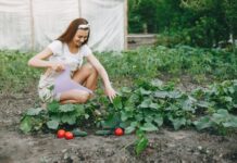 Beginner’s Guide to Starting a Vegetable Garden